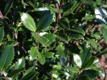 Stechpalme 'Heckenpracht', 100-125 cm, Ilex x meserveae 'Heckenpracht', Containerware