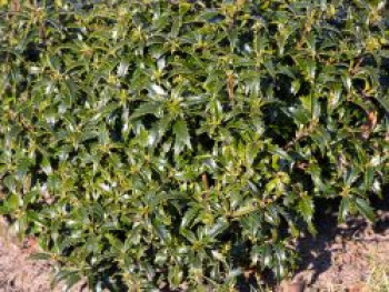 Stechpalme &#8218;Heckenzwerg&#8216;  ®, 8-12 cm, Ilex aquifolium &#8218;Heckenzwerg&#8216; ®, Topfware