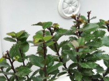 Stechpalme 'Little Pirate' ®, Ilex x meserveae 'Little Pirate' ®, Topfware