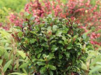 Stechpalme &#8218;Magical Little Rascal&#8216;, Ilex x meserveae &#8218;Magical Little Rascal&#8216;, Containerware