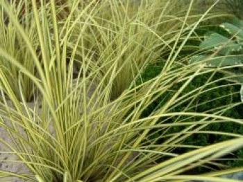 Steife Segge &#8218;Aurea&#8216;, Carex elata &#8218;Aurea&#8216;, Topfware