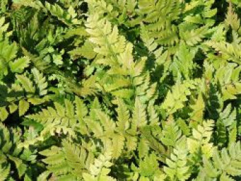 Steifer Bärentatzenfarn, Polystichum rigens, Topfware