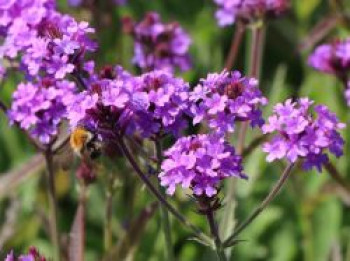 Steifes Eisenkraut 'Venosa', Verbena rigida 'Venosa', Containerware