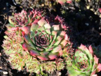 Steinrose &#8218;Pseudocalcareum&#8216;, Sempervivum x cultorum &#8218;Pseudocalcareum&#8216;, Topfware