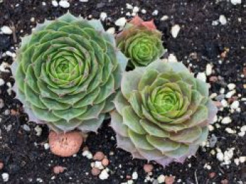 Steinrose &#8218;Smaragd&#8216;, Sempervivum marmoreum &#8218;Smaragd&#8216;, Topfware