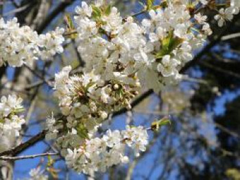 Steinweichsel / Felsenkirsche / Weichselkirsche, 60-100 cm, Prunus mahaleb, Containerware