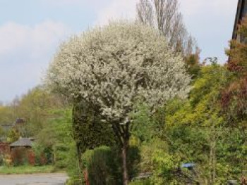 Steppenkirsche 'Globosa' / Kugel-Kirsche 'Globosa', Stamm 100 cm, 125-150 cm, Prunus fruticosa 'Globosa', Stämmchen