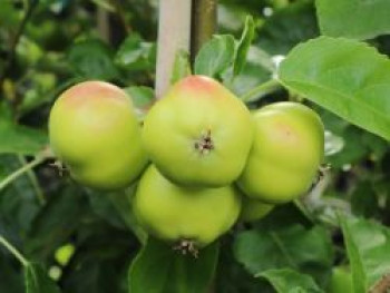 Stern-Apfel &#8218;Apistar&#8216; ®, Stamm 40-60 cm, 120-160 cm, Malus domestica &#8218;Apistar&#8216; ®, Containerware