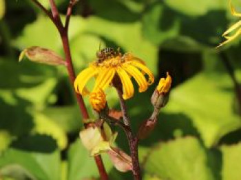 Stern-Goldkolben, Ligularia dentata, Topfware