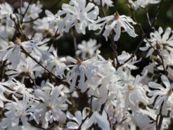 Stern-Magnolie 'Royal Star', 100-125 cm, Magnolia stellata 'Royal Star', Containerware