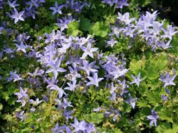 Sternpolster-Glockenblume, Campanula garganica, Topfware