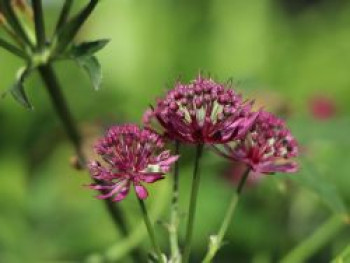 Sterndolde &#8218;Claret&#8216;, Astrantia major &#8218;Claret&#8216;, Topfware