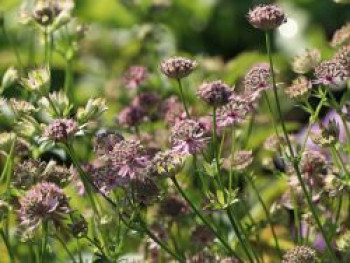 Sterndolde &#8218;Florence&#8216; ®, Astrantia major &#8218;Florence&#8216; ®, Containerware