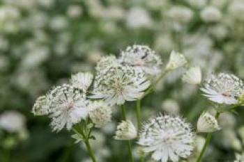 Sterndolde &#8218;Margery Fish&#8216;, Astrantia major &#8218;Margery Fish&#8216;, Topfware