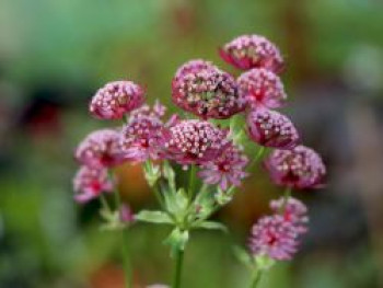 Sterndolde &#8218;Moulin Rouge&#8216;, Astrantia major &#8218;Moulin Rouge&#8216;, Topfware