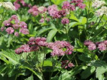 Sterndolde &#8218;Primadonna&#8216;, Astrantia major &#8218;Primadonna&#8216;, Topfware