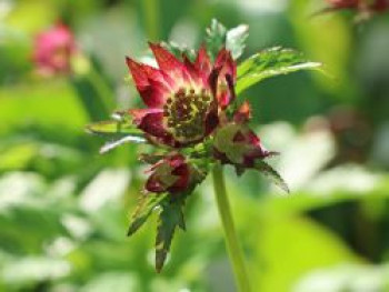 Sterndolde &#8218;Rubra&#8216;, Astrantia carniolica &#8218;Rubra&#8216;, Topfware