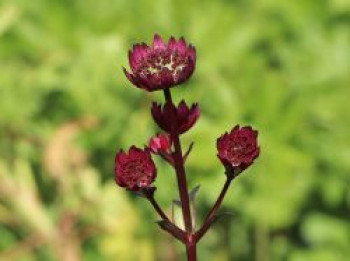 Sterndolde 'Ruby Wedding', Astrantia major 'Ruby Wedding', Topfware