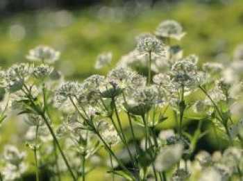 Sterndolde &#8218;Snow Star&#8216; ®, Astrantia major &#8218;Snow Star&#8216; ®, Topfware