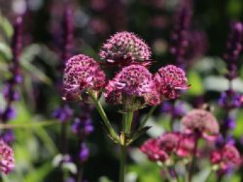 Sterndolde 'Star of Beauty' ®, Astrantia major 'Star of Beauty' ®, Topfware