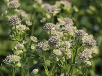 Sterndolde 'Star of Billion' ®, Astrantia major 'Star of Billion' ®, Containerware