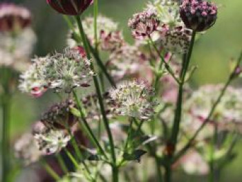 Sterndolde &#8218;Star of Passion&#8216;, Astrantia major &#8218;Star of Passion&#8216;, Topfware