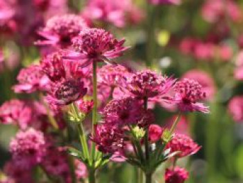 Sterndolde &#8218;Venice&#8216; ®, Astrantia major &#8218;Venice&#8216; ®, Topfware