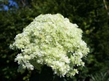 Sternenhortensie / Schneeballhortensie Hovaria ® 'Hayes Starbust' / 'Sternschnuppe', 30-40 cm, Hydrangea arborescens Hovaria ® 'Hayes Starbust' / 'Sternschnuppe', Containerware