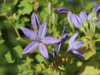 Sternförmige Glockenblume &#8218;Filigree&#8216;, Campanula garganica &#8218;Filigree&#8216;, Topfware