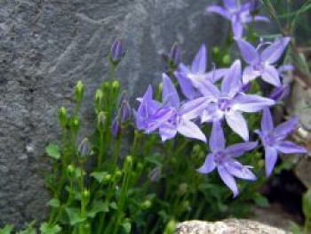 Sternförmige Glockenblumen &#8218;Erinus Major&#8216;, Campanula garganica &#8218;Erinus Major&#8216;, Topfware