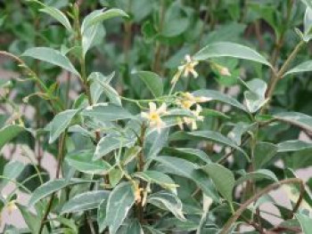 Sternjasmin 'STAR OF MILANO' ®, 40-60 cm, Trachelospermum jasminoides 'STAR OF MILANO' ®, Containerware