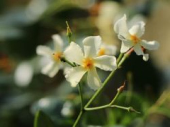 Sternjasmin / Toskanischer Jasmin &#8218;Star of Toscane&#8216;, 30-40 cm, Trachelospermum jasminoides &#8218;Star of Toscane&#8216;, Containerware