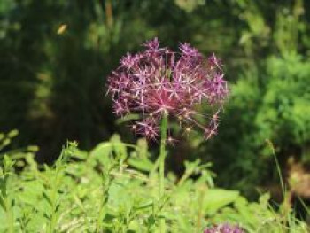 Sternkugel Lauch, Allium christophii, Topfware