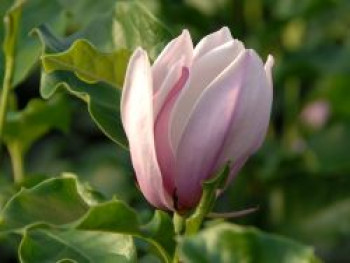 Sternmagnolie &#8218;George Henry Kern&#8216;, 40-60 cm, Magnolia stellata &#8218;George Henry Kern&#8216;, Containerware