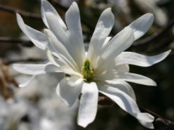 Sternmagnolie, 100-125 cm, Magnolia stellata, Containerware