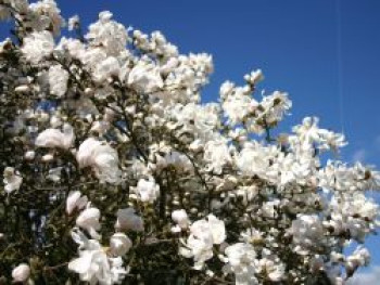 Sternmagnolie 'Waterlily', 40-60 cm, Magnolia stellata 'Waterlily', Containerware