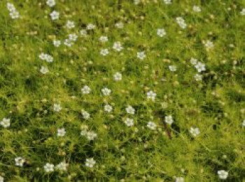 Sternmoos &#8218;Scotch Moss&#8216;, Sagina subulata &#8218;Scotch Moss&#8216;, Topfware