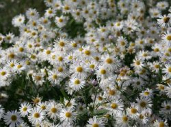 Sternwolkenaster &#8218;Snowbank&#8216;, Boltonia asteroides &#8218;Snowbank&#8216;, Topfware