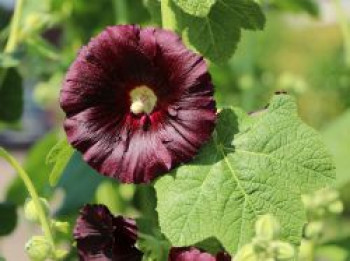 Stockrose &#8218;Nigra&#8216;, Alcea rosea &#8218;Nigra&#8216;, Topfware