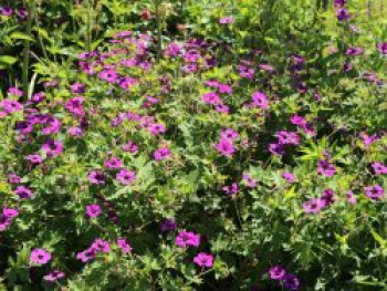 Storchschnabel &#8218;Anne Thomson&#8216;, Geranium procurrens &#8218;Anne Thomson&#8216;, Topfware