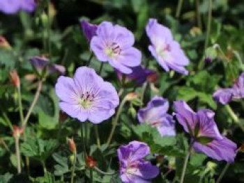 Storchschnabel 'Azure Rush' ®, Geranium wallichianum 'Azure Rush' ®, Topfware