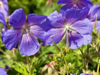 Himalaya-Storchschnabel &#8218;Baby Blue&#8216;, Geranium himalayense &#8218;Baby Blue&#8216;, Topfware