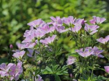 Storchschnabel &#8218;Baker&#8217;s Pink&#8216;, Geranium sylvaticum &#8218;Baker&#8217;s Pink&#8216;, Topfware