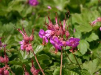 Storchschnabel  &#8218;Bevan&#8216;, Geranium macrorrhizum &#8218;Bevan&#8216;, Topfware