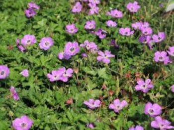 Storchschnabel &#8218;Bloom Time&#8216;, Geranium wallichianum &#8218;Bloom Time&#8216;, Topfware