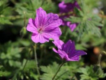 Storchschnabel &#8218;Blushing Turtle&#8216; ®, Geranium wallichianum &#8218;Blushing Turtle&#8216;, Topfware