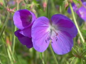 Storchschnabel &#8218;Brookside&#8216;, Geranium pratense &#8218;Brookside&#8216;, Topfware