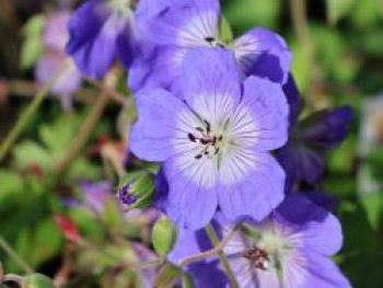 Storchschnabel &#8218;Buxton&#8217;s Blue&#8216;, Geranium wallichianum &#8218;Buxton&#8217;s Blue&#8216;, Topfware