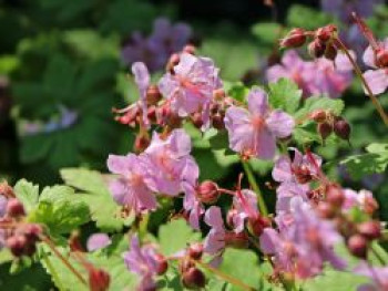 Storchschnabel &#8218;Camce&#8216;, Geranium macrorrhizum &#8218;Camce&#8216;, Topfware