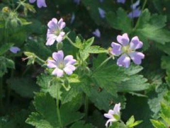 Storchschnabel &#8218;Chantilly&#8216;, Geranium gracile &#8218;Chantilly&#8216;, Topfware